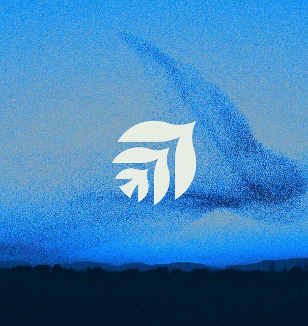 bird logo concept